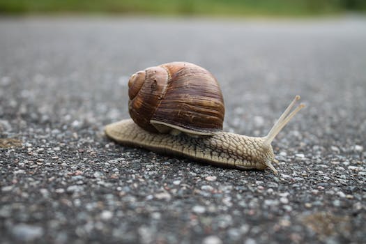 What Causes A Slow Metabolism ?